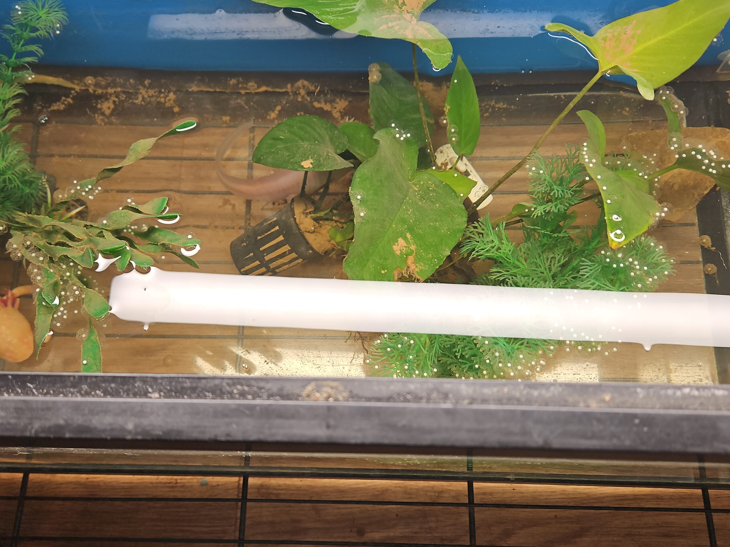 WILD GFP AXOLOTL FRY 20PK - Image 2