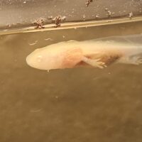 12 Baby Axolotls