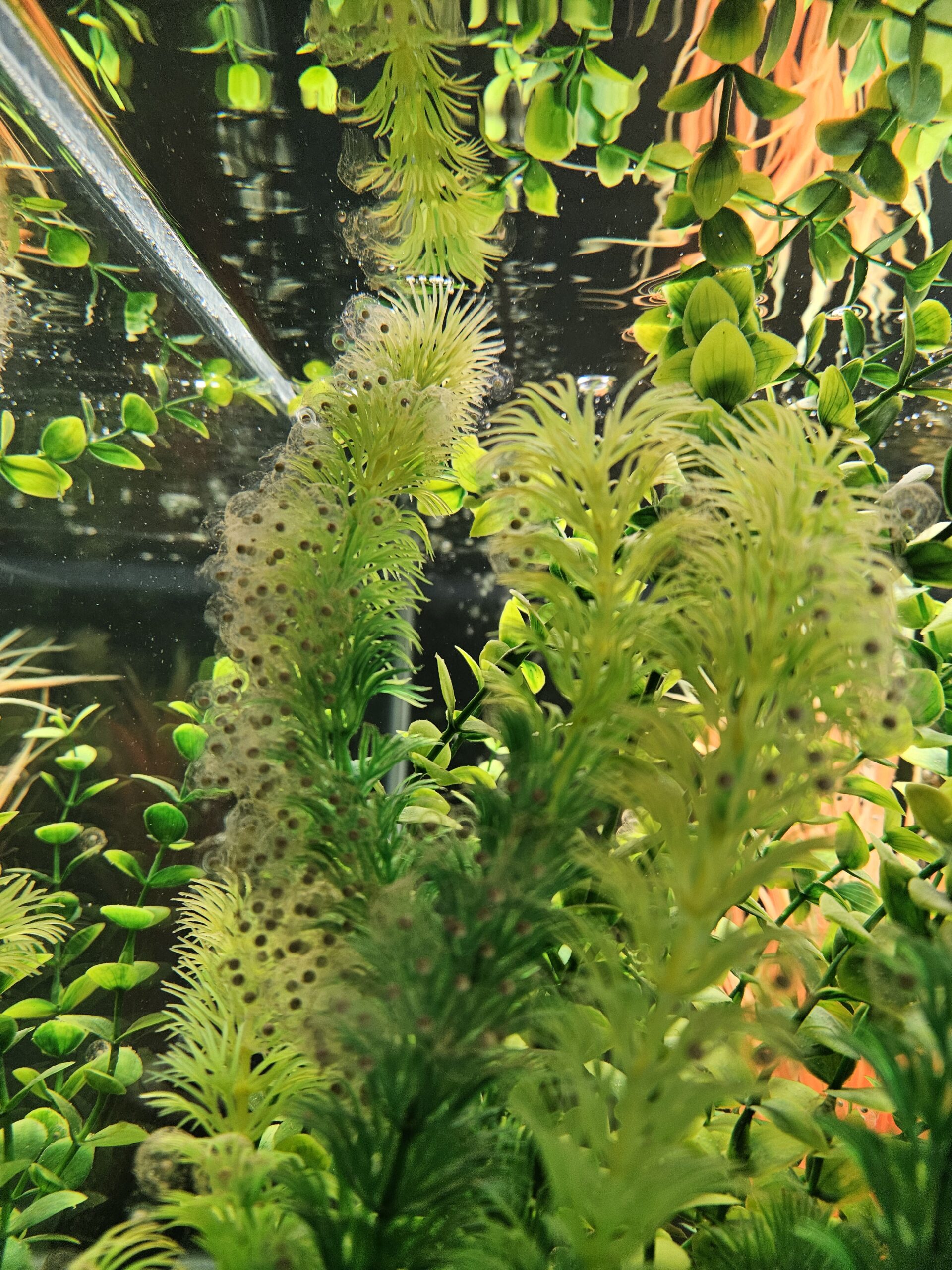 WILD GFP AXOLOTL FRY 20PK - Image 3