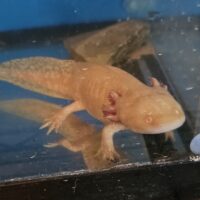 GOLDEN GFP AXOLOTL FRY   (20PK)