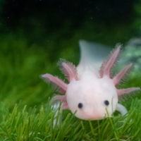 Leucistic GFP Axolotl (2-INCH) 2PK