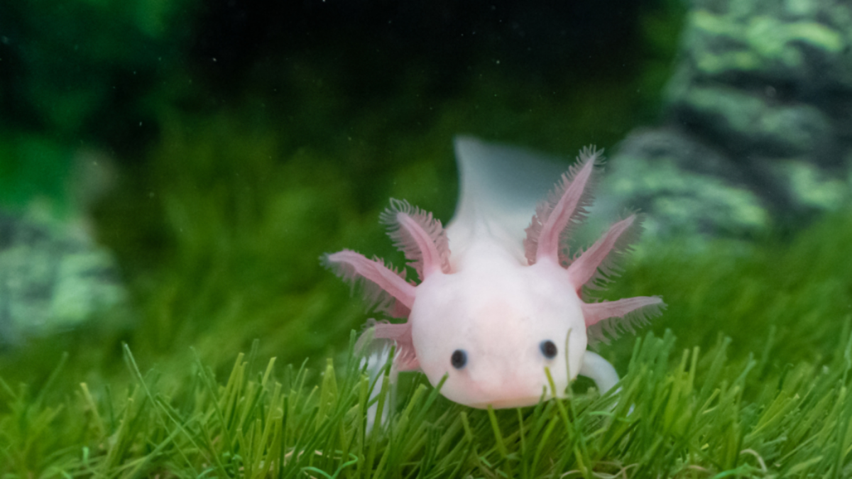 Leucistic GFP Axolotl (2-INCH) 2PK