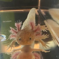 2 Copper Axolotl (1-INCH)