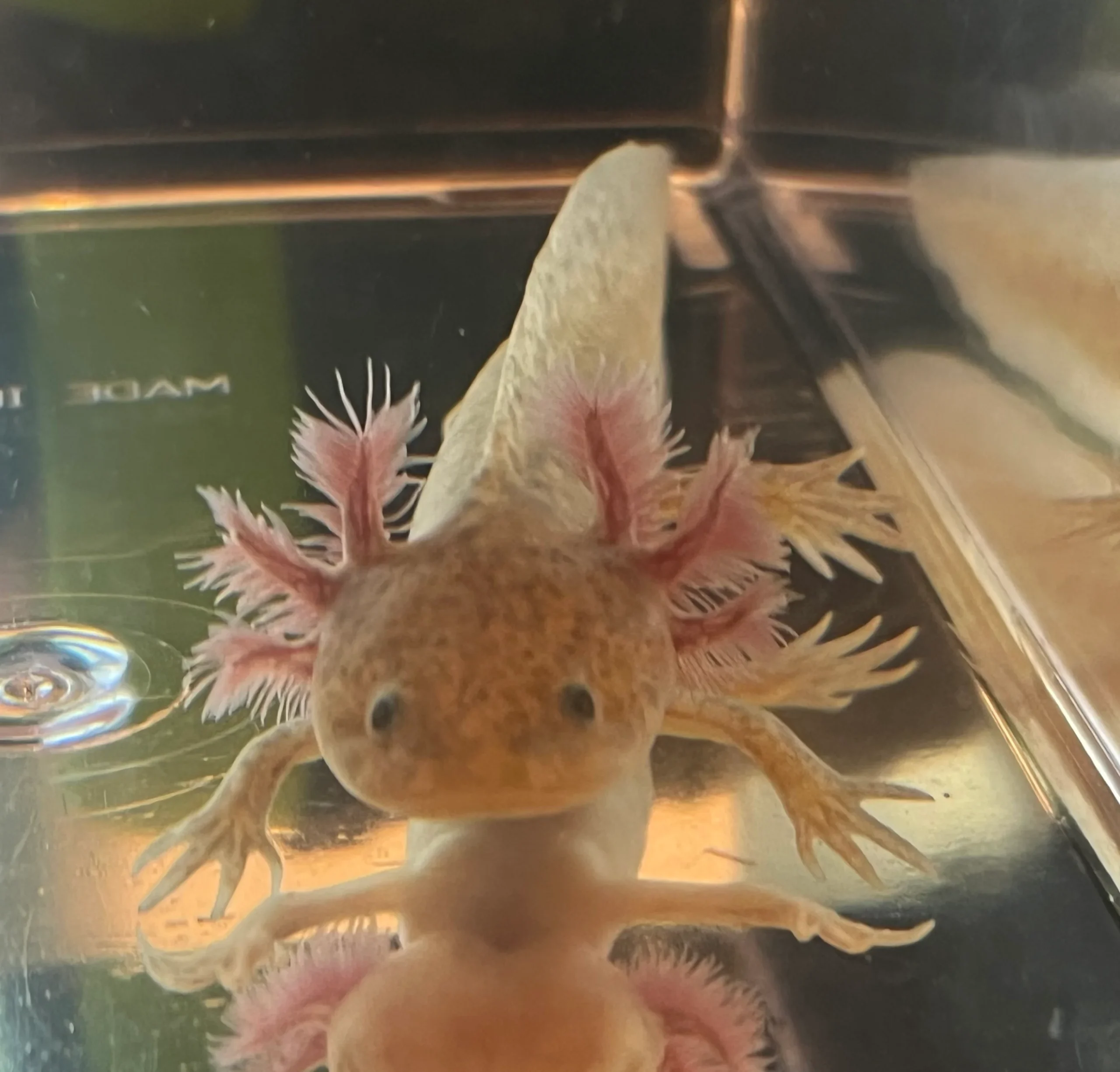 2 Copper Axolotl (1-INCH)