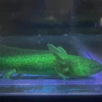 2 GFP Wild Type Axolotl (1 1/2-INCH)