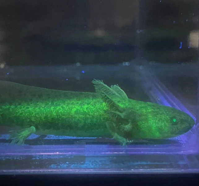 2 GFP Wild Type Axolotl (1 1/2-INCH)