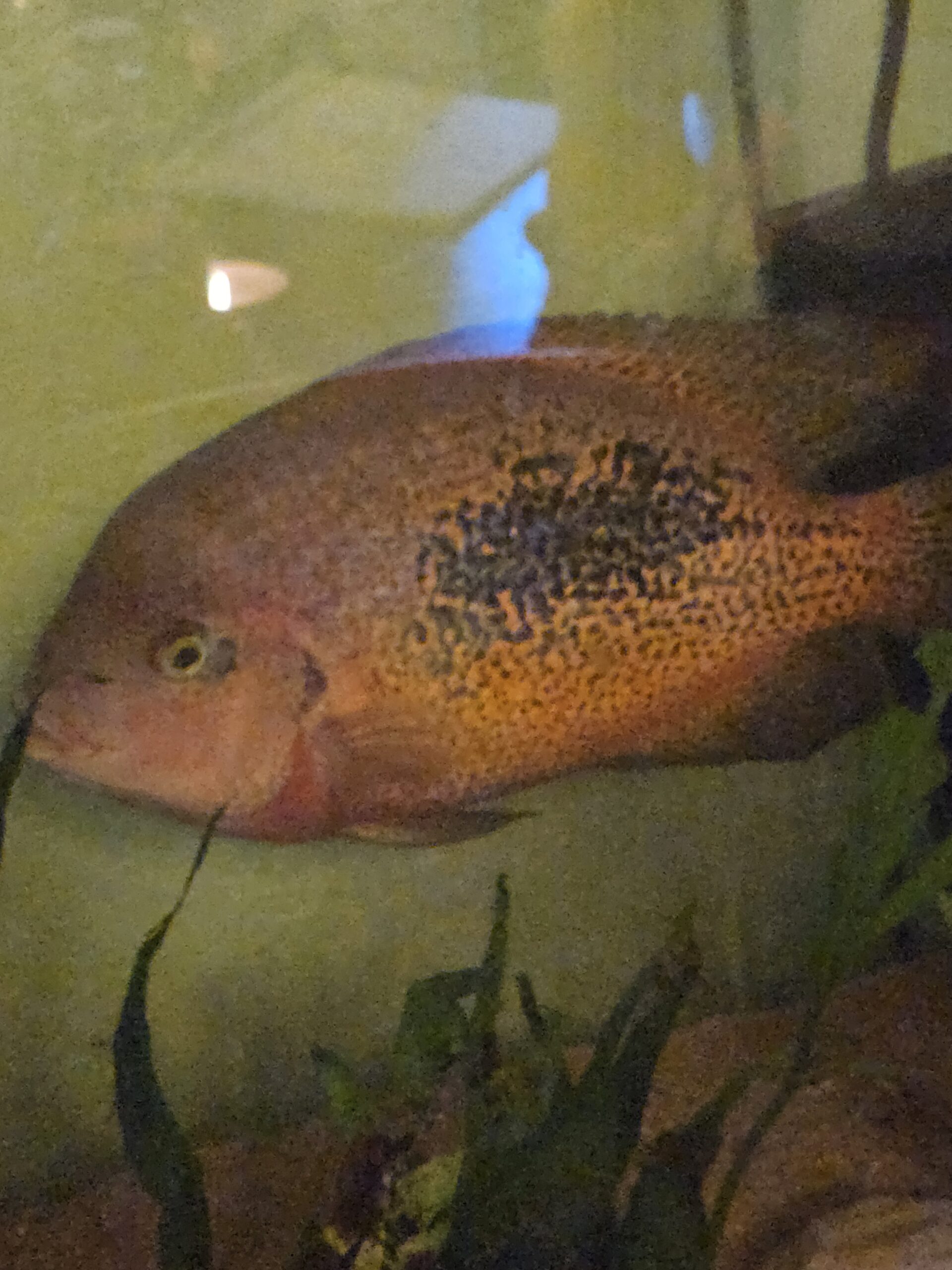 Homemade All-Natural Frozen Fish Food — 1 lb - Image 5