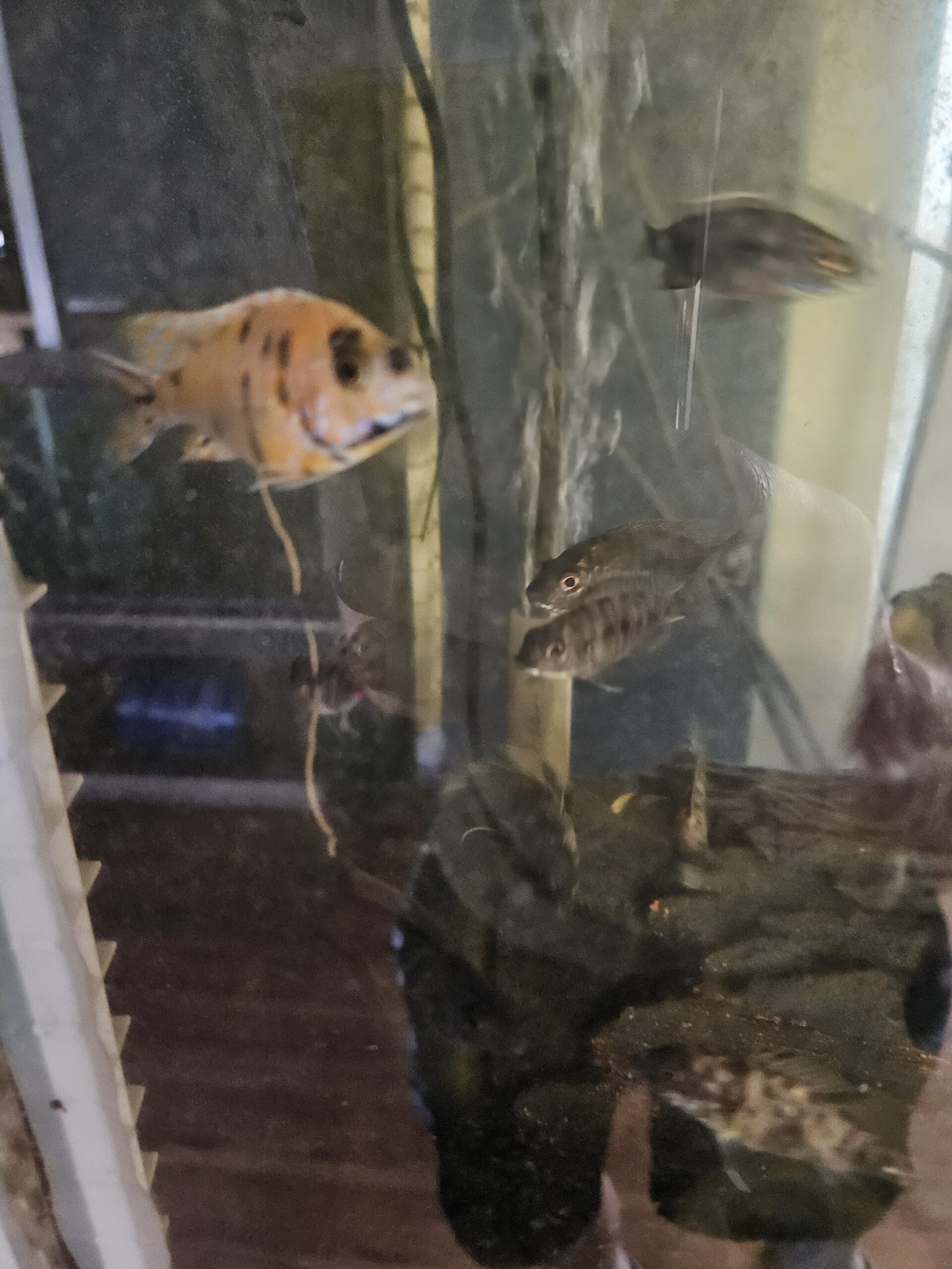 Homemade All-Natural Frozen Fish Food — 1 lb - Image 6