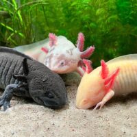 Axolotls