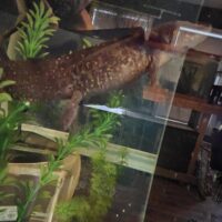 WILD GFP AXOLOTL FRY 20PK