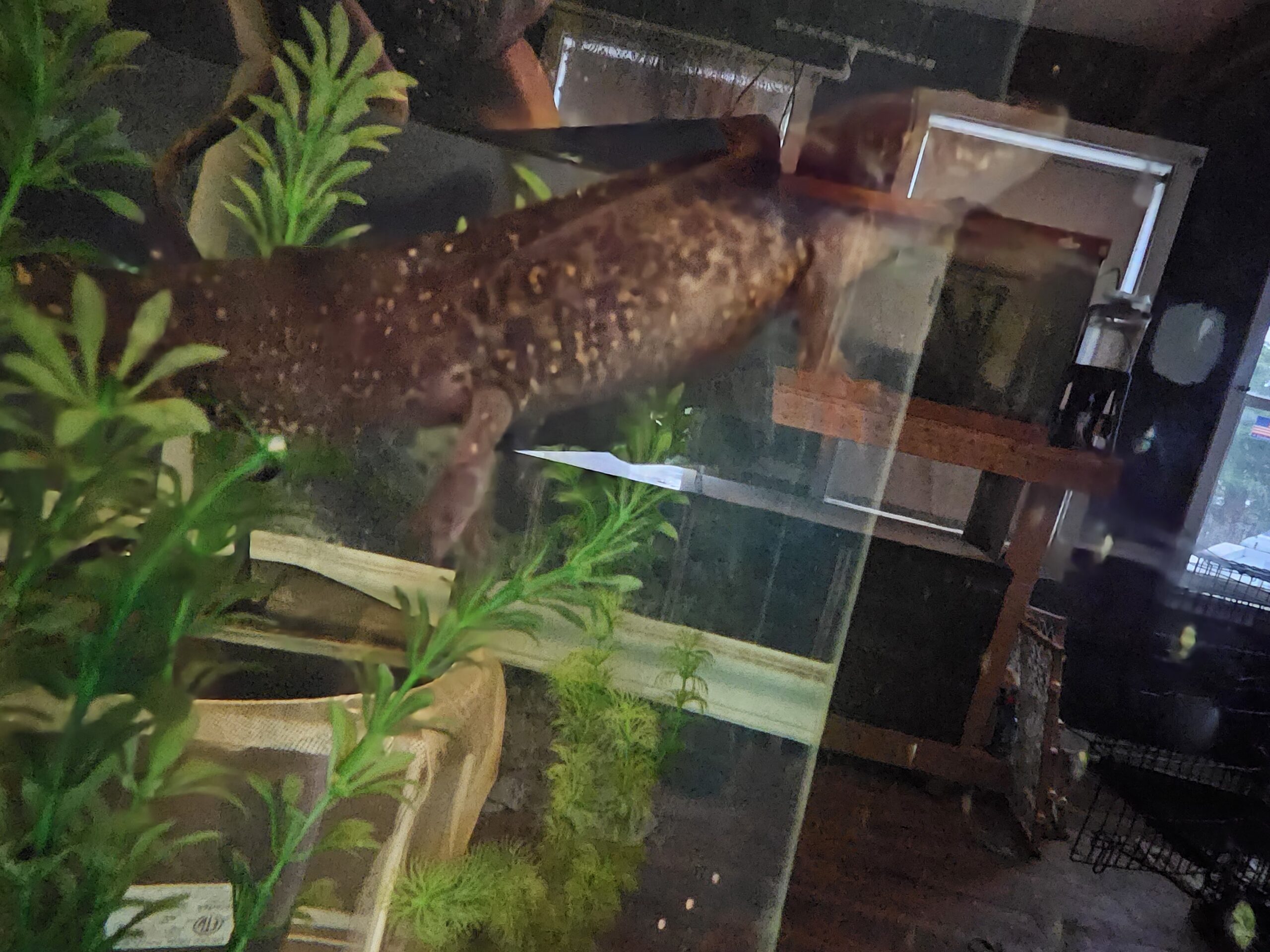 WILD GFP AXOLOTL FRY 20PK