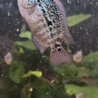 FLOWERHORN CICHLID CENCU/GOLDEN BASE