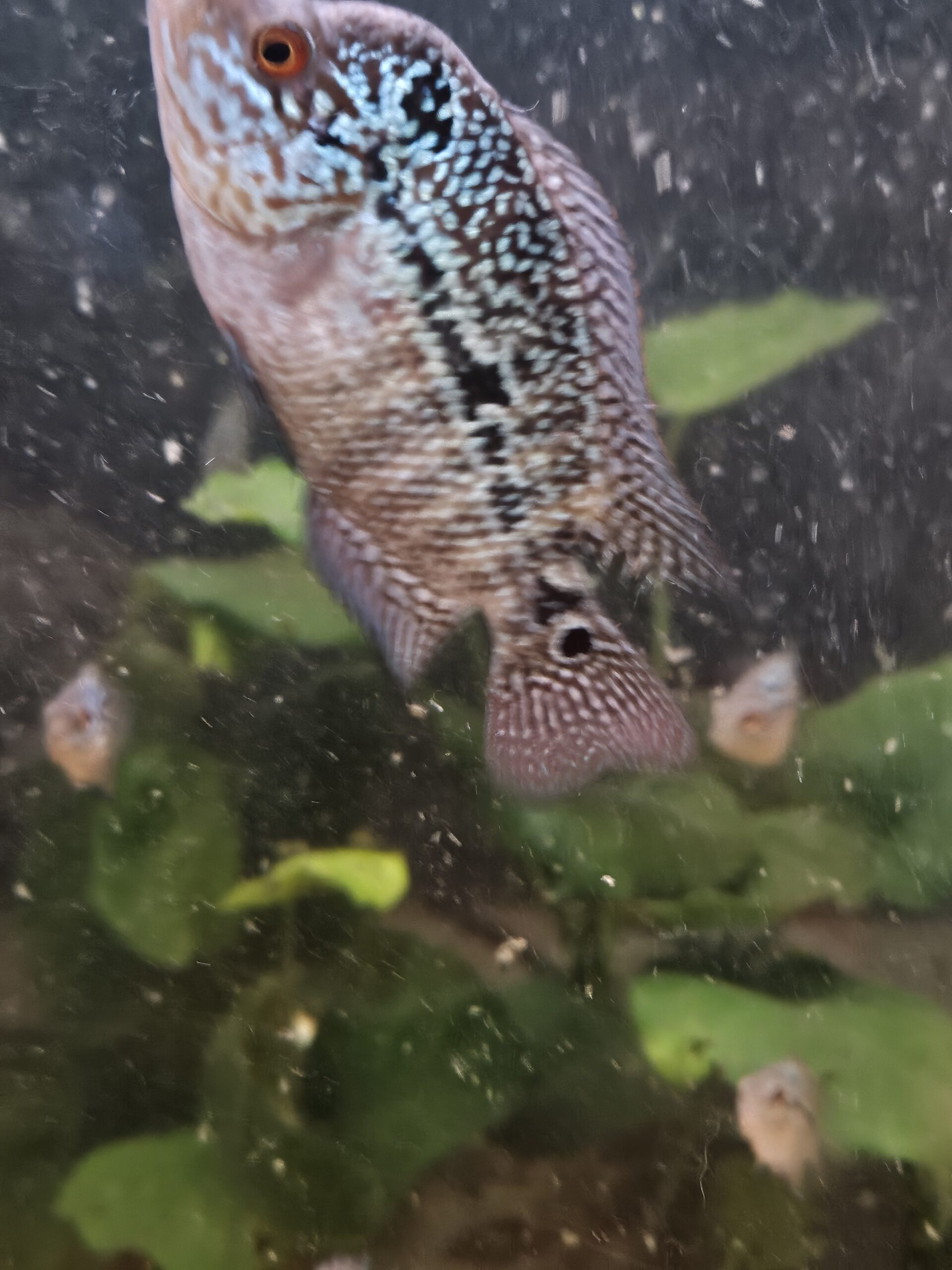 FLOWERHORN CICHLID CENCU/GOLDEN BASE