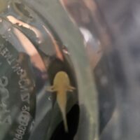 2 Golden Axolotl (1/2-INCH)