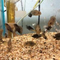 Jaguar Cichlid Babies — 1.5 to 2 Inches (2PK)