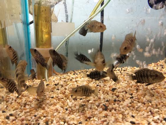 Jaguar Cichlid Babies — 1.5 to 2 Inches (2PK)