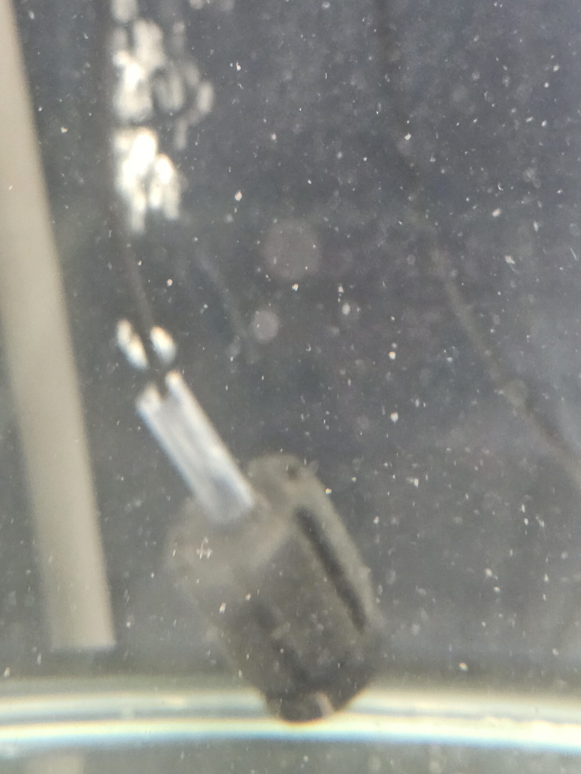 Pre-Cycled Sponge Filter for Axolotl Tanks - Image 2