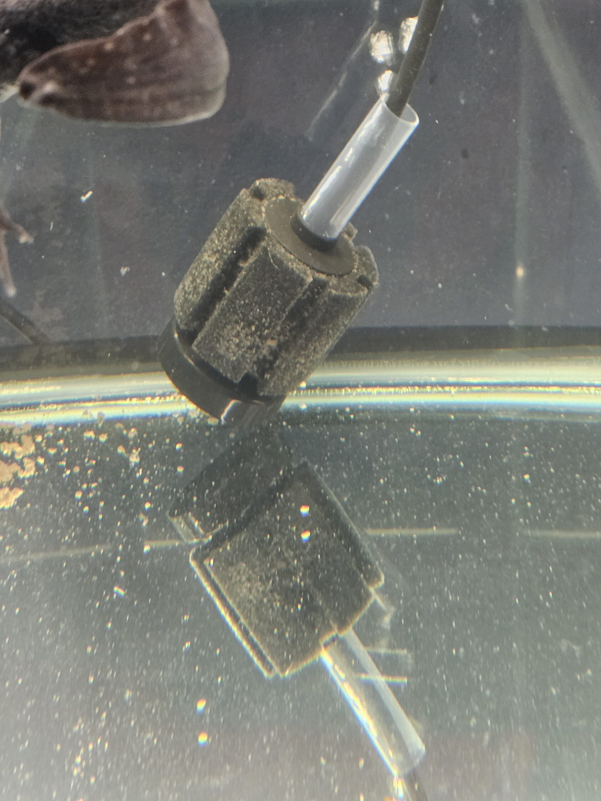 Pre-Cycled Sponge Filter for Axolotl Tanks