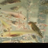 FIVE 2 INCH LEUCISTIC GFP AXOLOTLS