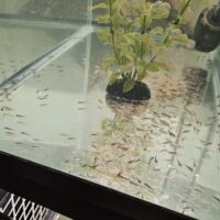 MIXED (60) PACK OF AXOLOTL FRY(copper gfp,albino gfp, wild gfp, gold gfp, leucistic gfp)