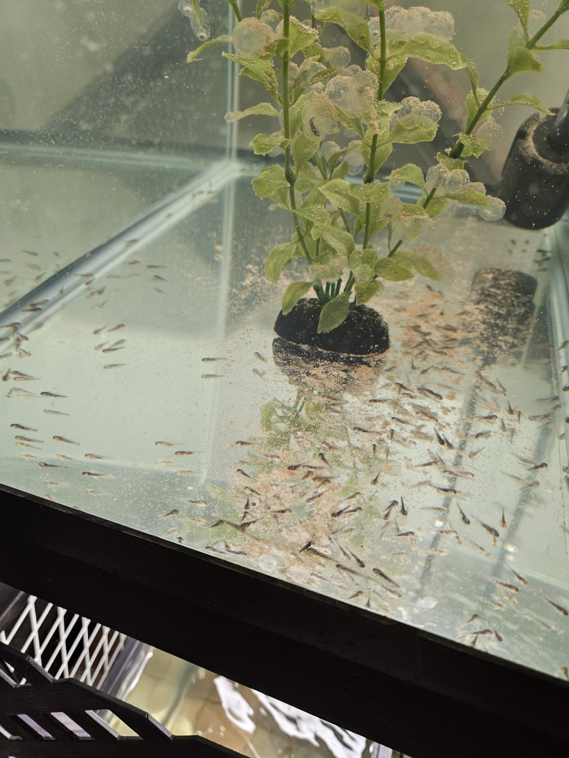 MIXED (60) PACK OF AXOLOTL FRY(copper gfp,albino gfp, wild gfp, gold gfp, leucistic gfp)