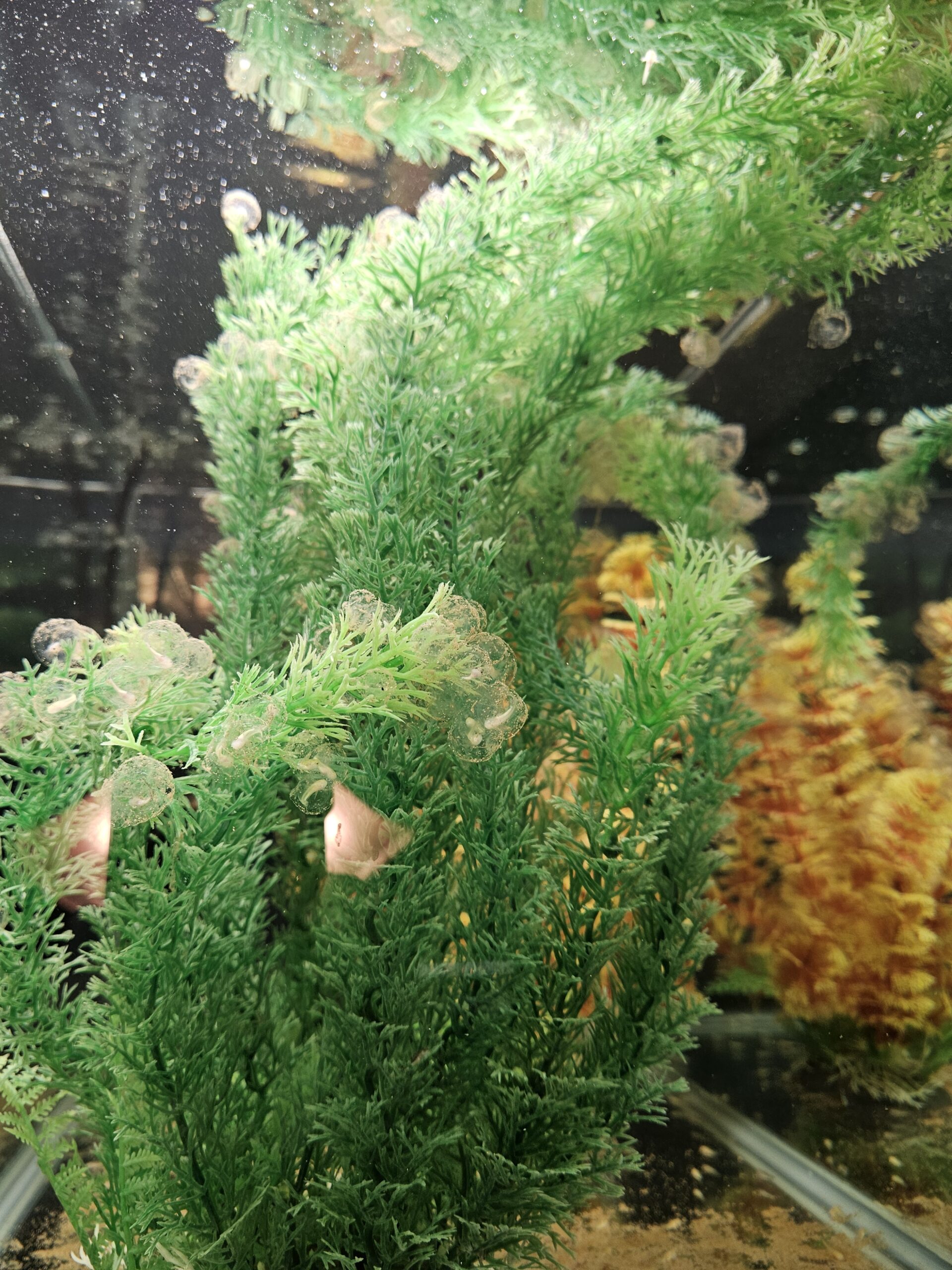 MIXED (60) PACK OF AXOLOTL FRY(copper gfp,albino gfp, wild gfp, gold gfp, leucistic gfp) - Image 3