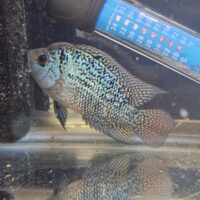 CENCU FLOWERHORN (3INCH)