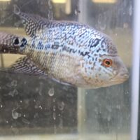 CENCU FLOWERHORN (3INCH)