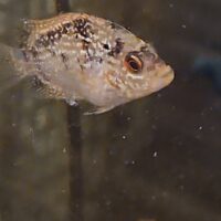 GOLDBASE FLOWERHORN (2INCH)