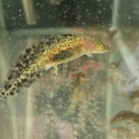 FIVE 2-INCH WILD/COPPER GFP AXOLOTLS