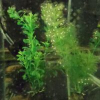 AXOLOTL KIT 2.0 (50PK)
