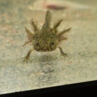 (TWO) 3+ INCH COPPER/WILD GFP AXOLOTLS